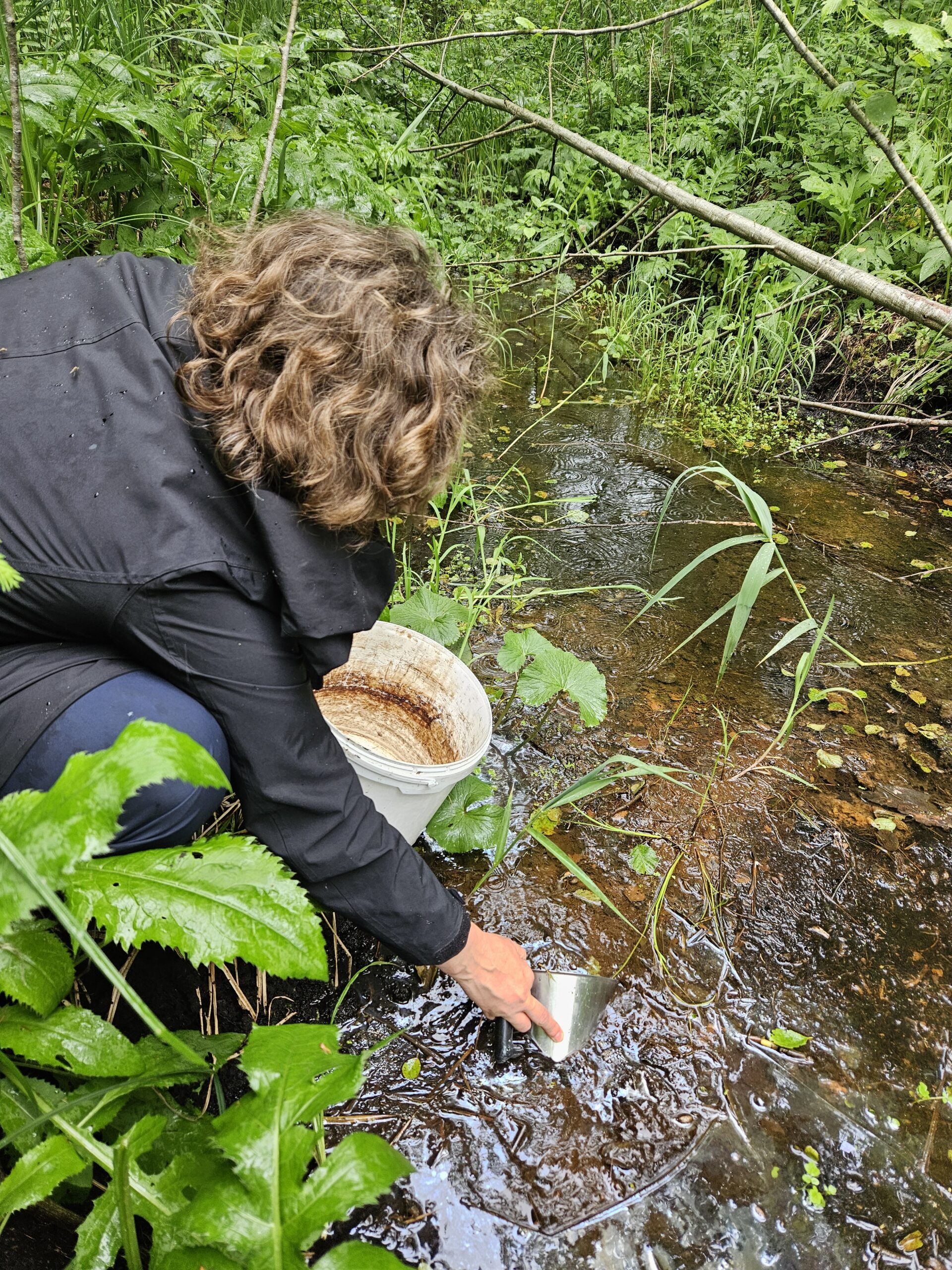 Foto 2: Liis Luhamaa Luutsna jõe kraavist maaget kogumas. Foto Heikki Luhamaa
